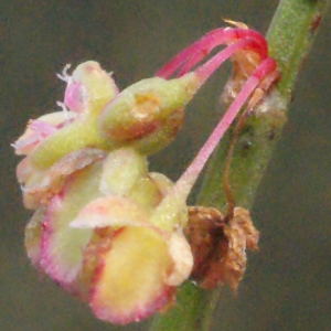 Photographie n°448440 du taxon Rumex scutatus L. [1753]