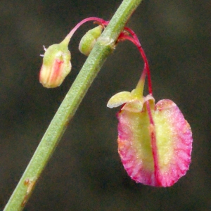 Photographie n°448443 du taxon Rumex scutatus L. [1753]