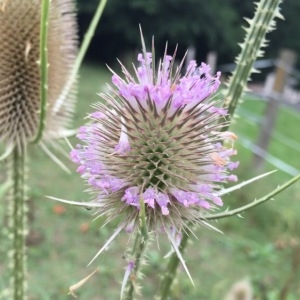 Photographie n°454903 du taxon Dipsacus fullonum sensu H.J.Coste [1903]