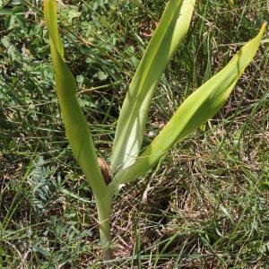Photographie n°454983 du taxon Colchicum autumnale L. [1753]