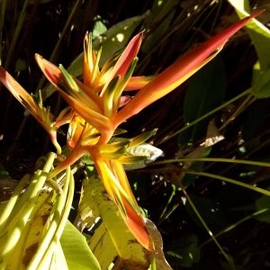 Photographie n°455716 du taxon Heliconia psittacorum L. f.