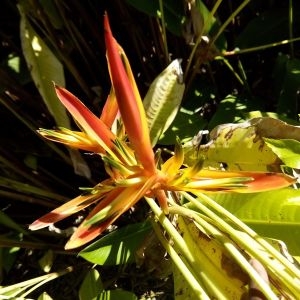 Photographie n°455717 du taxon Heliconia psittacorum L. f.