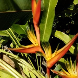 Photographie n°455723 du taxon Heliconia psittacorum L. f.