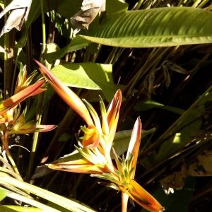 Photographie n°455730 du taxon Heliconia psittacorum L. f.