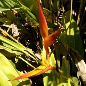 Photographie n°455740 du taxon Heliconia psittacorum L. f.