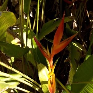 Photographie n°455741 du taxon Heliconia psittacorum L. f.