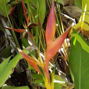 Photographie n°455742 du taxon Heliconia psittacorum L. f.