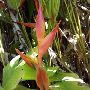 Photographie n°455743 du taxon Heliconia psittacorum L. f.