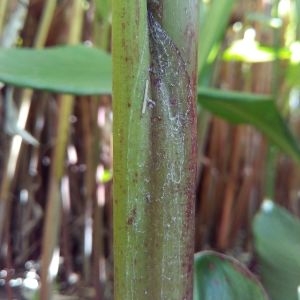 Photographie n°455745 du taxon Heliconia psittacorum L. f.