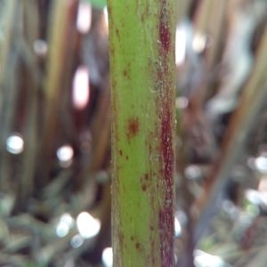 Photographie n°455753 du taxon Heliconia psittacorum L. f.