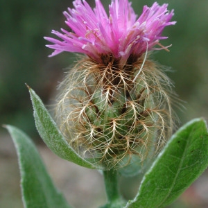 Centaurea cirrata Rchb. (Centaurée en peigne)