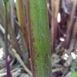 Photographie n°455757 du taxon Heliconia psittacorum L. f.