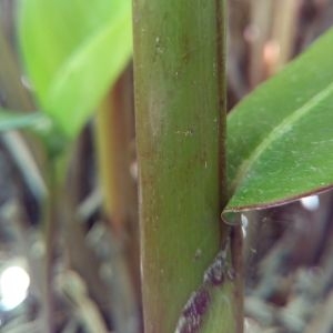 Photographie n°455760 du taxon Heliconia psittacorum L. f.