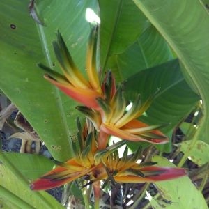 Photographie n°456985 du taxon Heliconia psittacorum L. f.