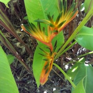 Photographie n°457046 du taxon Heliconia psittacorum L. f.