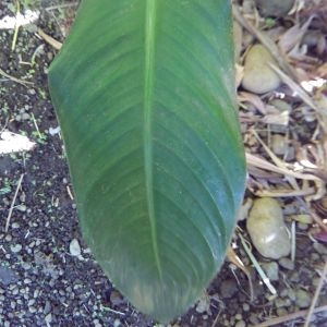 Photographie n°457049 du taxon Heliconia psittacorum L. f.