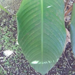 Photographie n°457055 du taxon Heliconia psittacorum L. f.