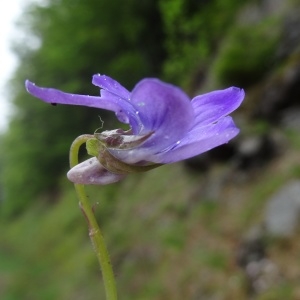 Photographie n°459218 du taxon Viola canina sensu L. [1754]