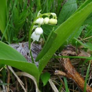 Photographie n°459220 du taxon Convallaria majalis L.