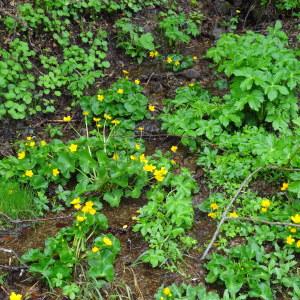 Photographie n°459225 du taxon Caltha palustris L. [1753]