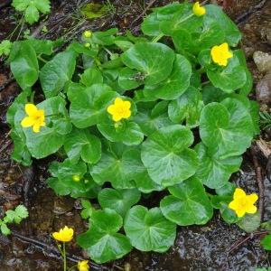 Photographie n°459226 du taxon Caltha palustris L. [1753]