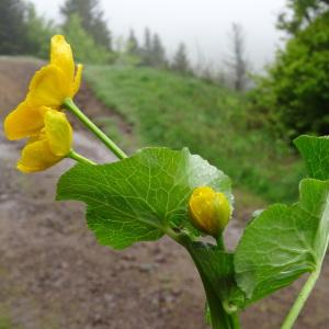 Photographie n°459228 du taxon Caltha palustris L. [1753]