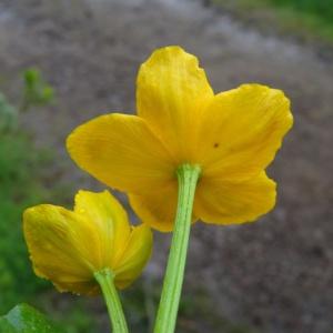 Photographie n°459229 du taxon Caltha palustris L. [1753]