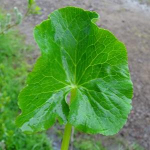 Photographie n°459230 du taxon Caltha palustris L. [1753]