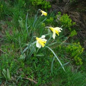 Photographie n°459231 du taxon Narcissus pseudonarcissus subsp. pseudonarcissus