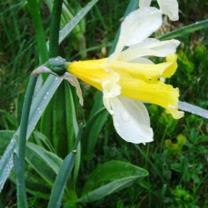Photographie n°459543 du taxon Narcissus pseudonarcissus subsp. pseudonarcissus