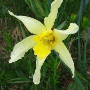 Photographie n°459661 du taxon Narcissus pseudonarcissus subsp. pseudonarcissus