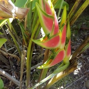 Photographie n°460422 du taxon Heliconia wagneriana O.G. Petersen