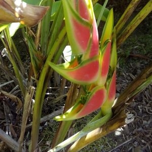 Photographie n°460498 du taxon Heliconia wagneriana O.G. Petersen