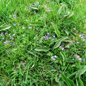 Veronica serpyllifolia L. subsp. serpyllifolia (Véronique à feuilles de serpolet)