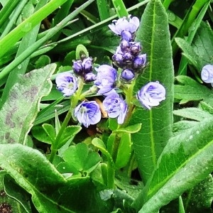 Photographie n°460548 du taxon Veronica serpyllifolia subsp. serpyllifolia