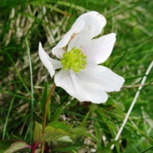 Photographie n°461451 du taxon Anemone nemorosa L. [1753]