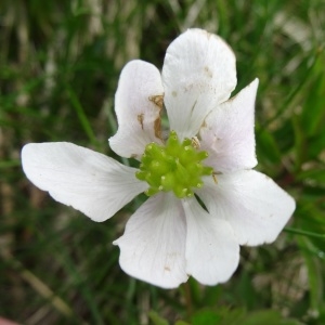 Photographie n°461452 du taxon Anemone nemorosa L. [1753]