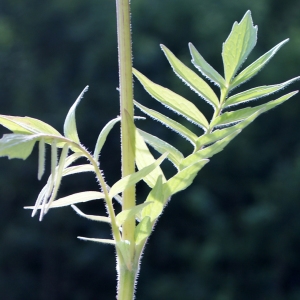 Photographie n°461544 du taxon Valeriana officinalis L. [1753]