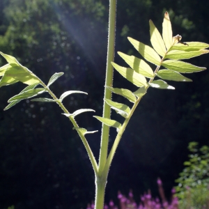 Photographie n°461545 du taxon Valeriana officinalis L. [1753]