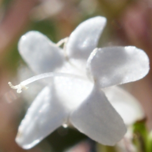 Photographie n°461551 du taxon Valeriana officinalis L. [1753]