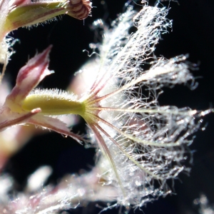 Photographie n°461557 du taxon Valeriana officinalis L. [1753]