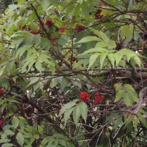 Photographie n°461572 du taxon Sambucus racemosa L. [1753]