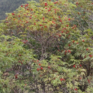 Photographie n°461573 du taxon Sambucus racemosa L. [1753]