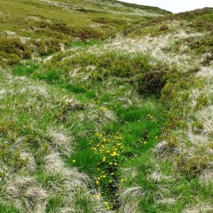 Photographie n°462083 du taxon Caltha palustris L. [1753]