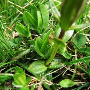 Photographie n°462852 du taxon Gentiana verna subsp. verna