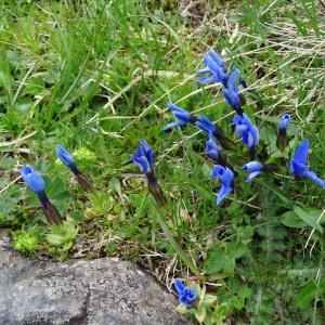 Photographie n°462890 du taxon Gentiana verna subsp. verna