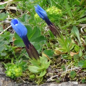 Photographie n°462891 du taxon Gentiana verna subsp. verna