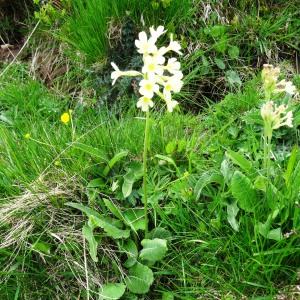 Photographie n°462892 du taxon Primula elatior subsp. elatior