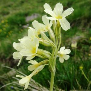 Photographie n°462894 du taxon Primula elatior subsp. elatior