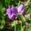  Alain Bigou - Lathyrus linifolius f. montanus (Bernh.) Bässler [1973]